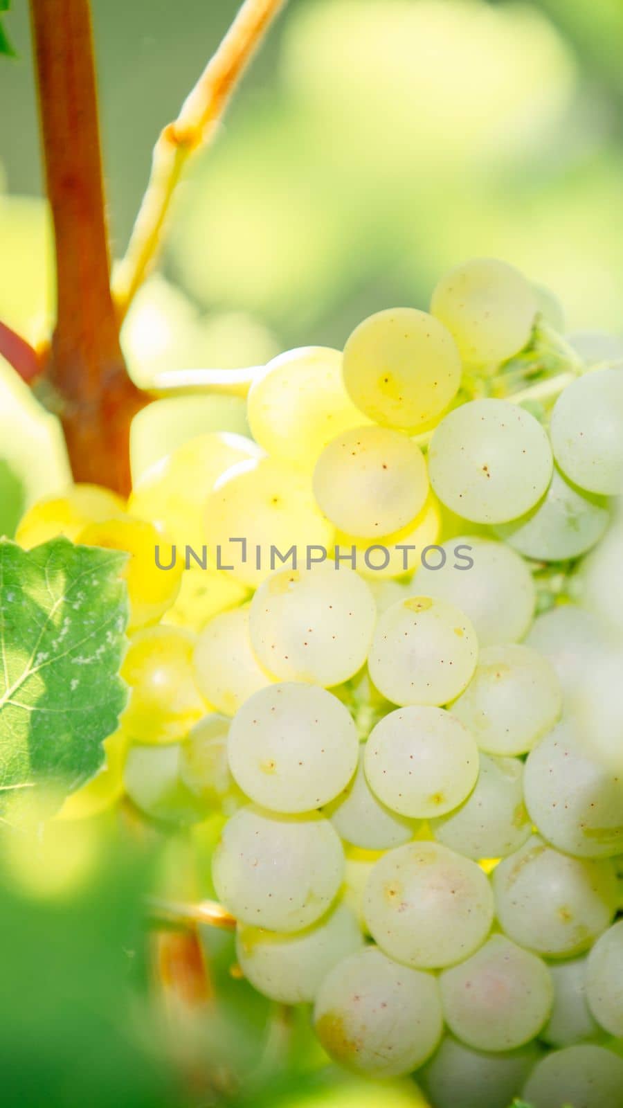 White wine grape in vineyard by Ciorba