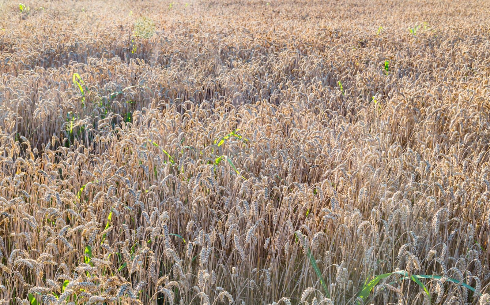 Close up of field of wheat in a summer day. Harvesting period.Rich collection concept. Advertising