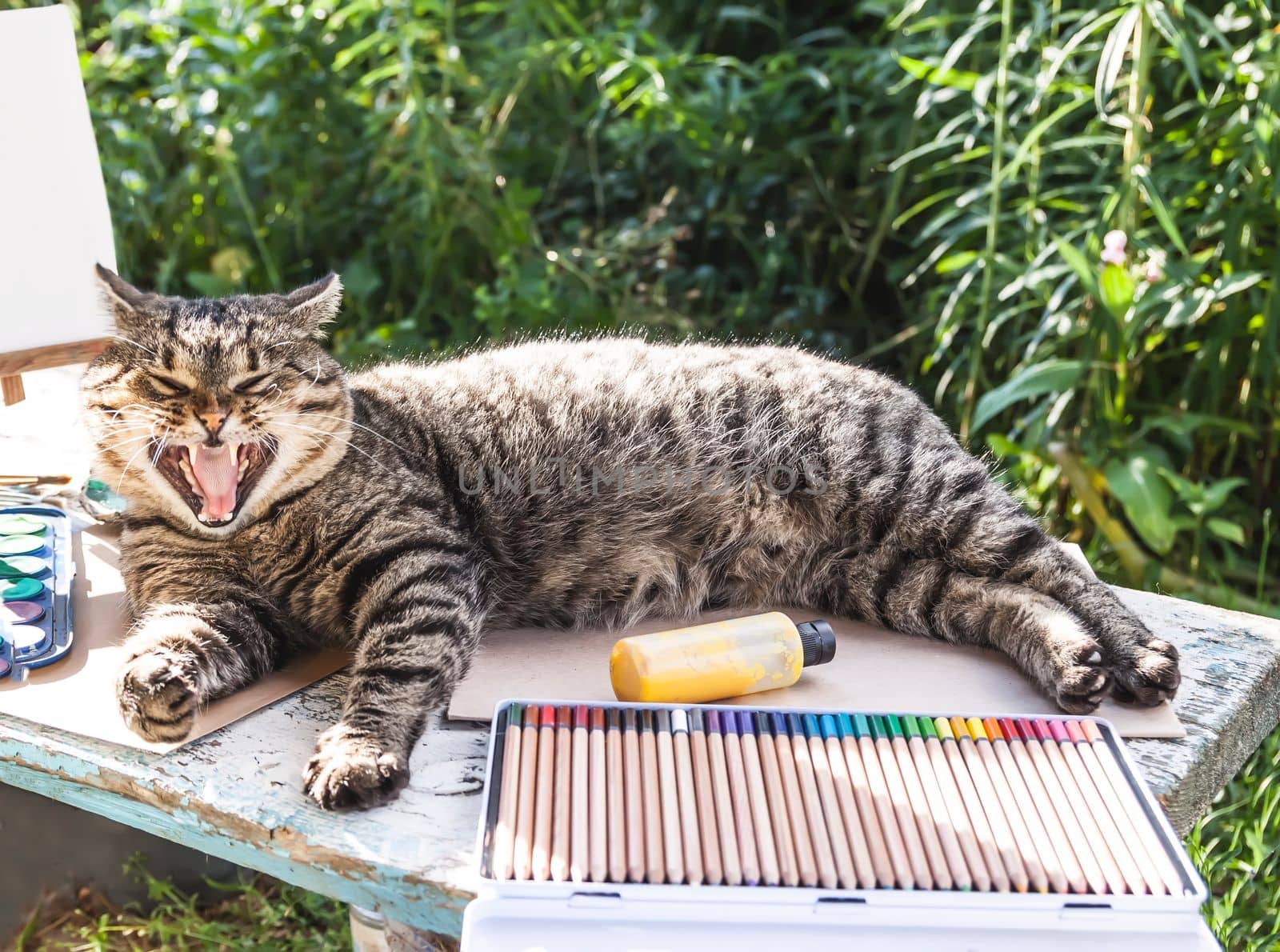 Lazy cat lying on the table with school supplies.