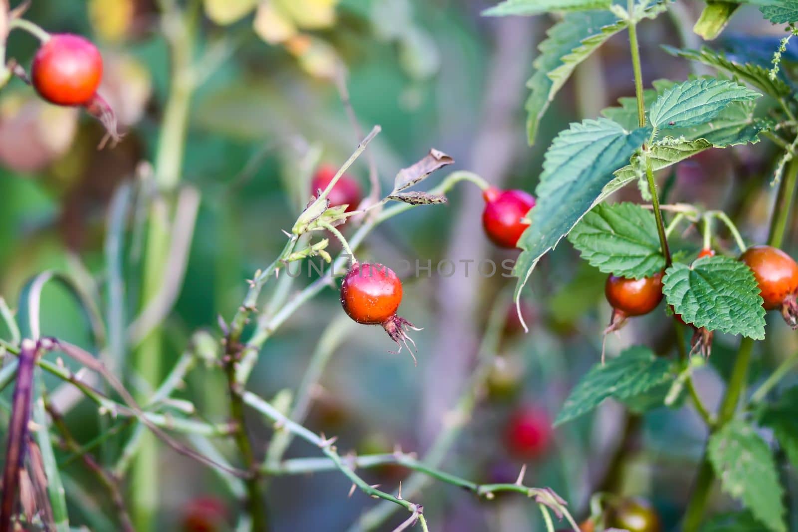 Rosehip berries on the twigs. Medical plant by nightlyviolet