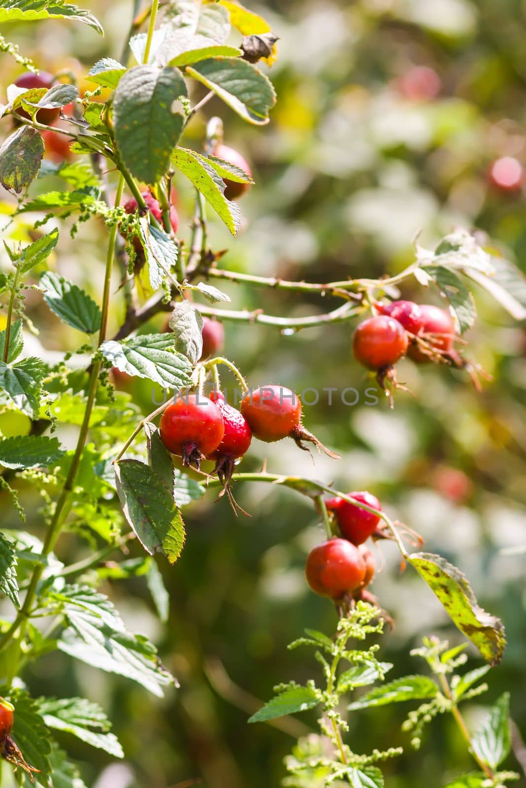 Rosehip berries on the twigs. Medical plant by nightlyviolet