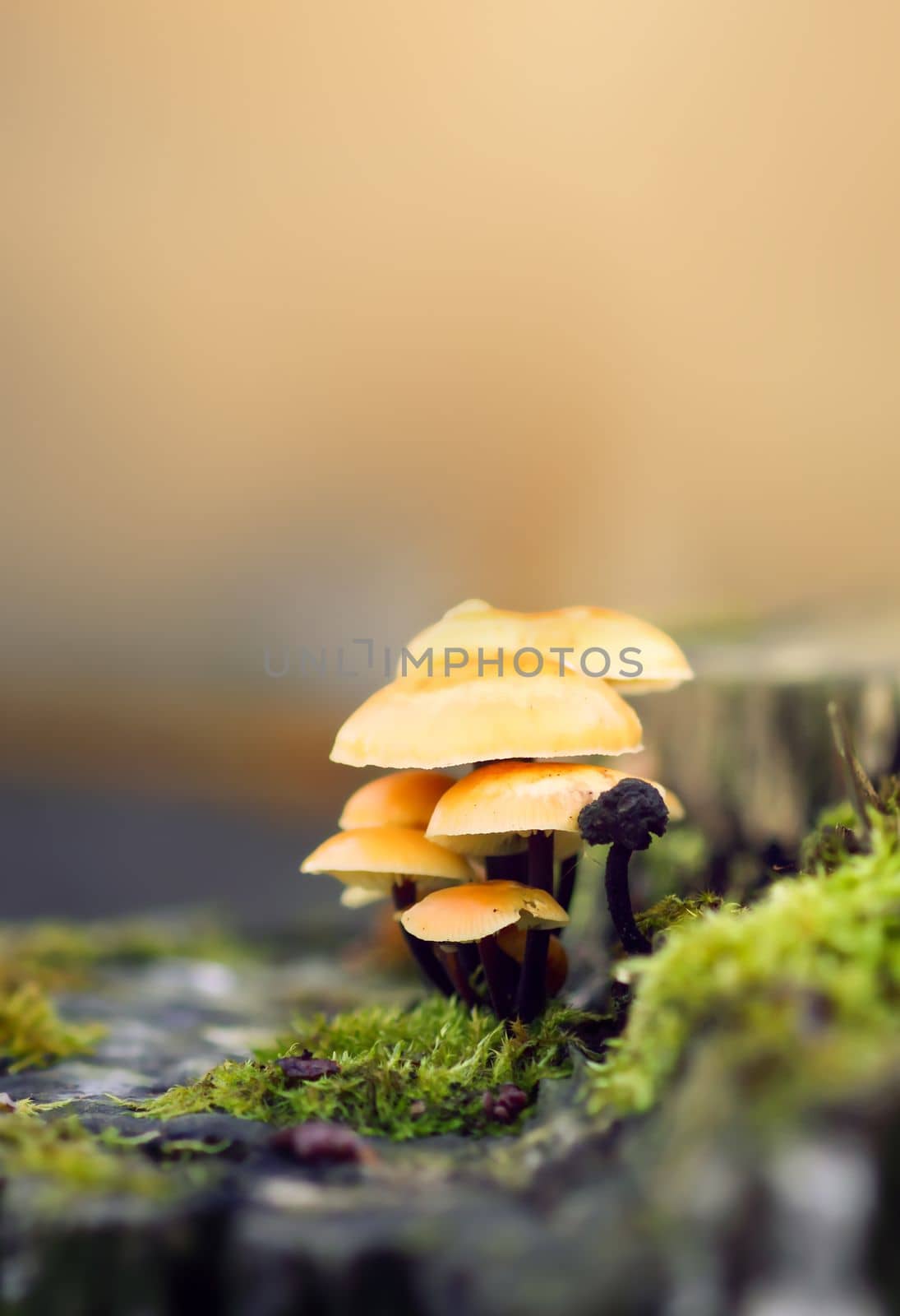 Forest mushrooms on tree stumpwith green moss. Honey agaric mushrrom. by nightlyviolet