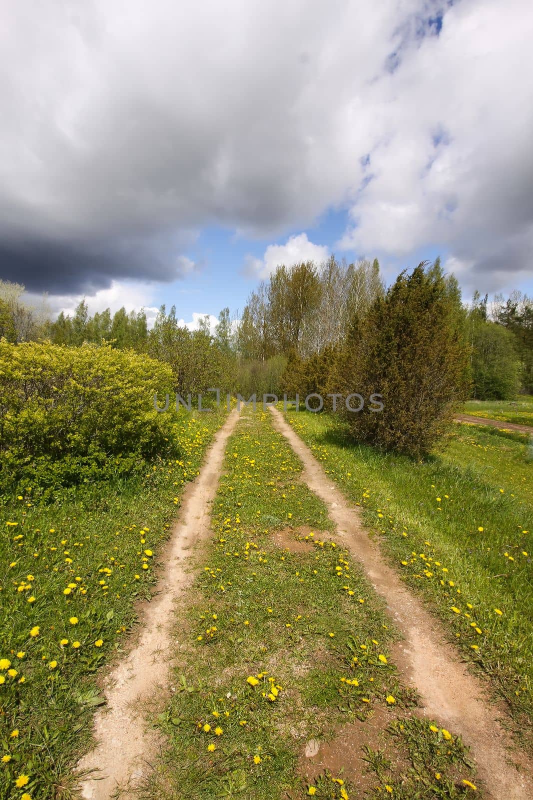 Beautiful spring scenic landscape with dandelion flowers growing on footpath in countryside. Dark sky before the storm.