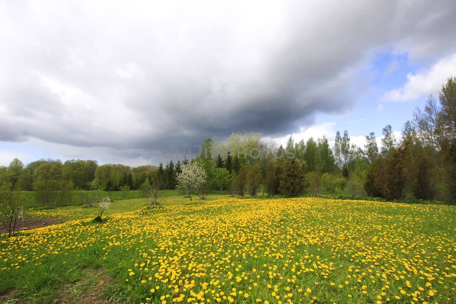 Beautiful spring scenic landscape with dark sky and dandelion meadow by nightlyviolet