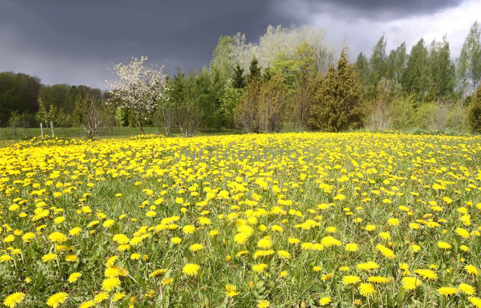 Beautiful spring scenic landscape with dark sky and dandelion meadow by nightlyviolet