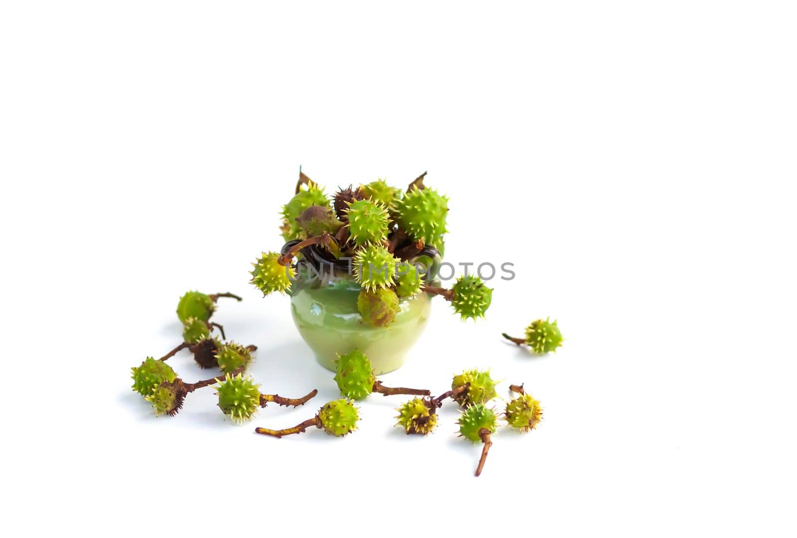 Green Horse chestnuts in a vase.