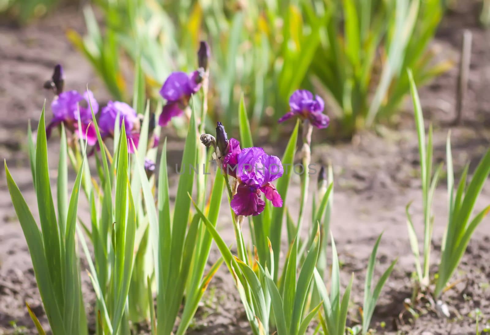 Iris flowers in spring garden. by nightlyviolet