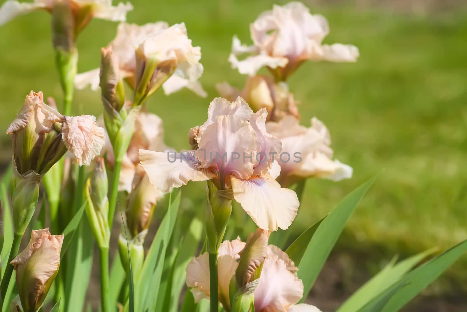 Iris flowers in spring garden.