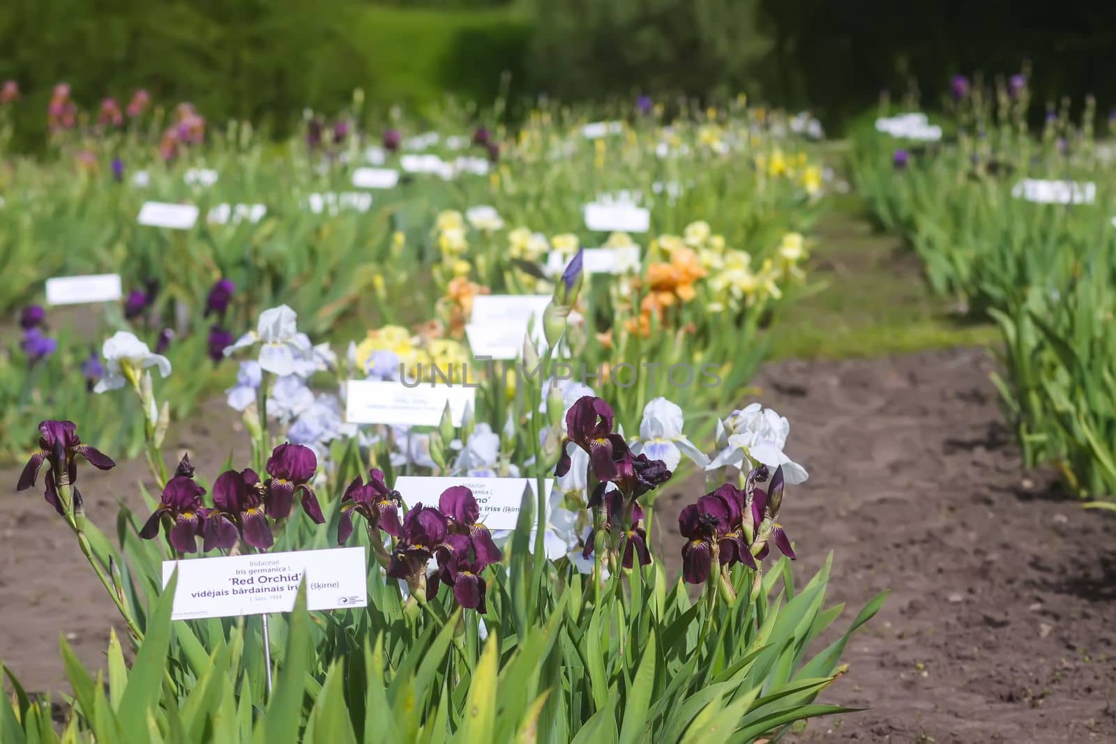 Iris flowers in spring garden.