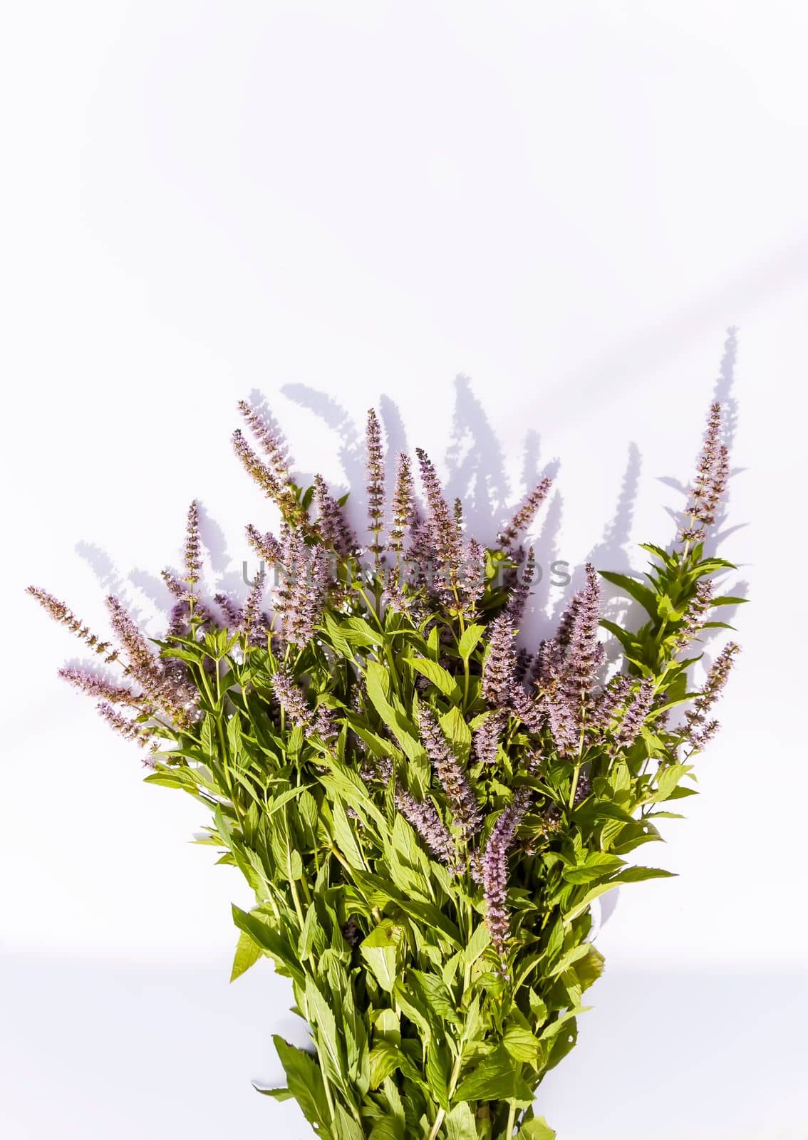 Fresh mint flowers for cosmetic products or herbal tea. Medical plants.