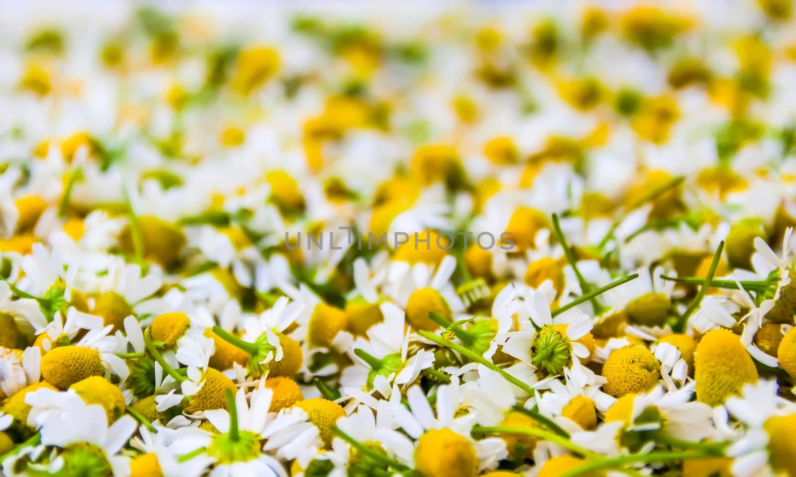 Chamomile flowers for cosmetic products, herbal tea or treatment. by nightlyviolet