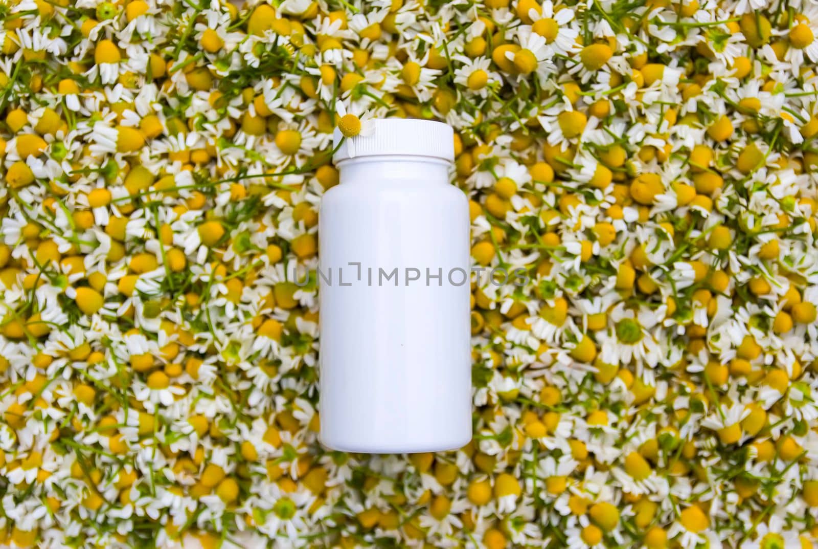 White plastic containers and Chamomile flowers for cosmetic products, herbal tea or treatment.