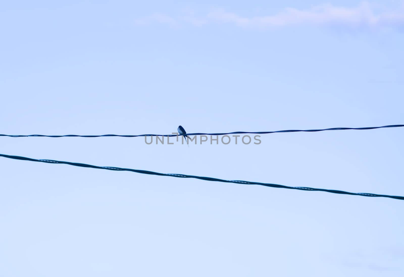 A bird sitting on the electricity cabel