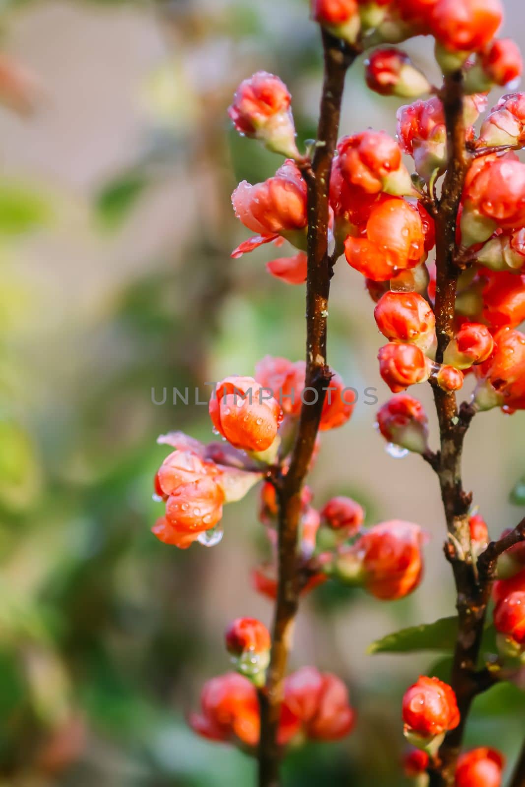 Flowering Cydonia plant. Red spring flowers of Japanese quince by nightlyviolet