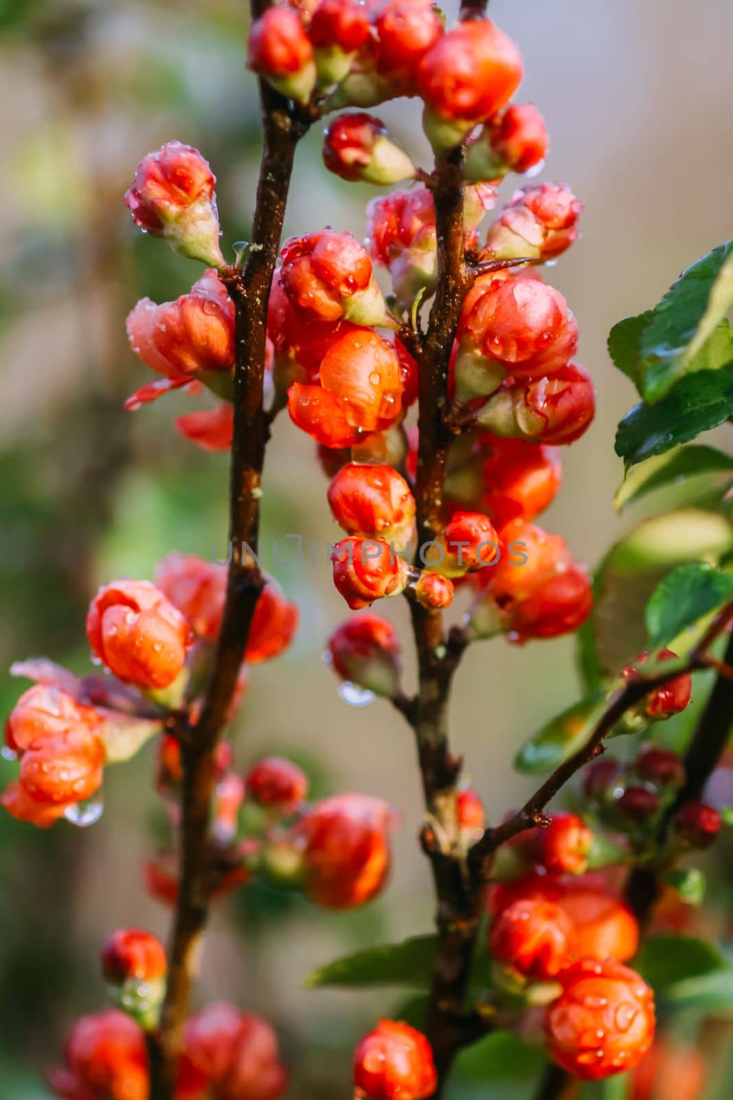 Flowering Cydonia plant. Red spring flowers of Japanese quince