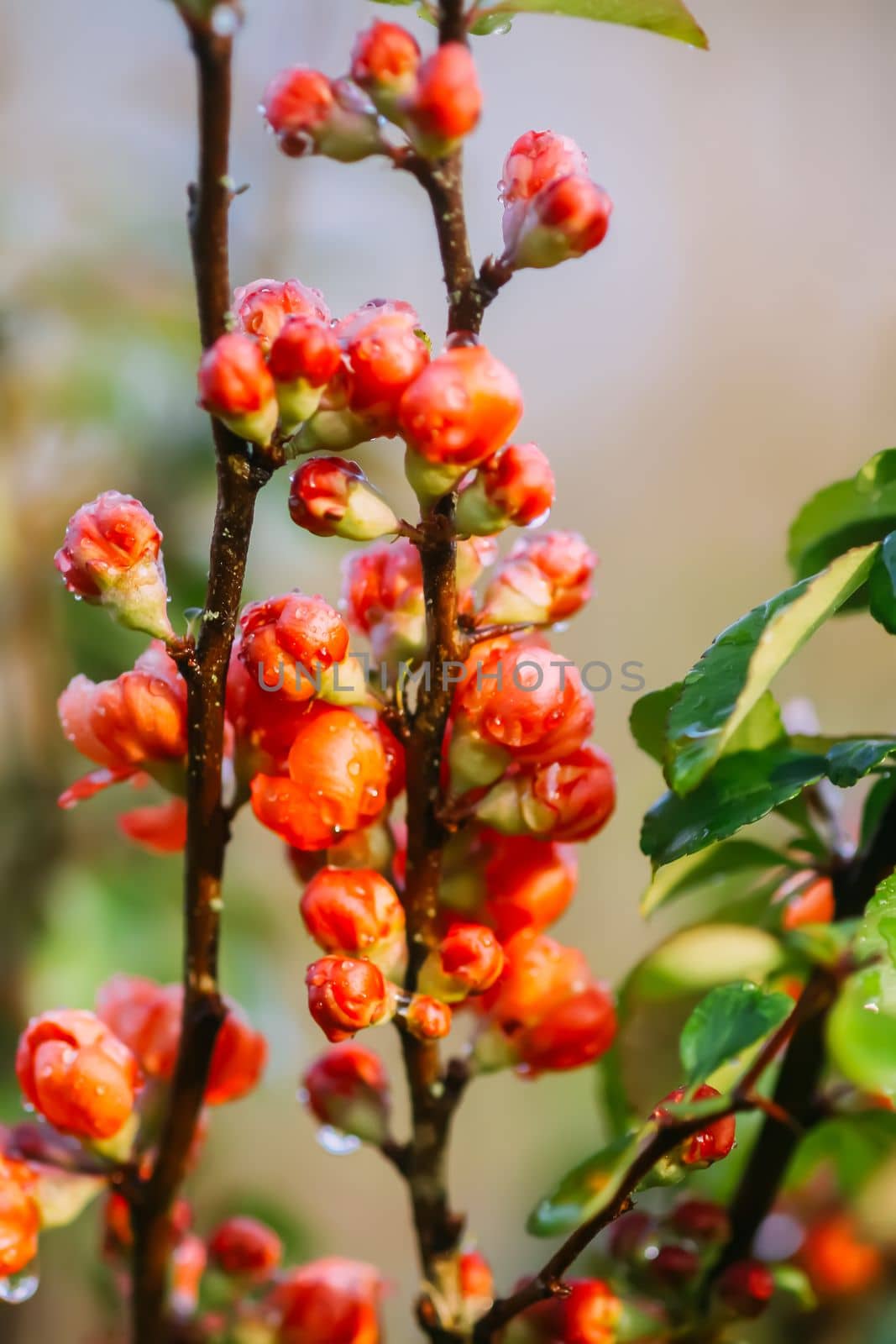 Flowering Cydonia plant. Red spring flowers of Japanese quince by nightlyviolet