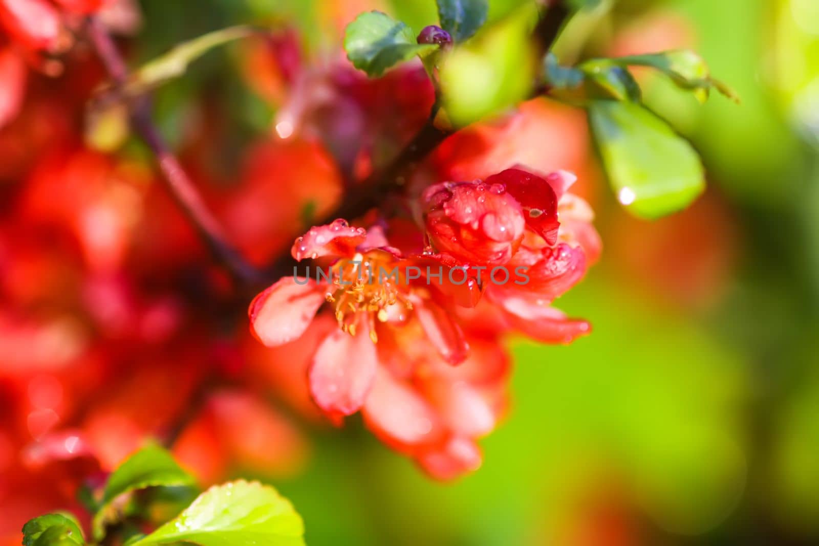 Flowering Cydonia plant. Red spring flowers of Japanese quince