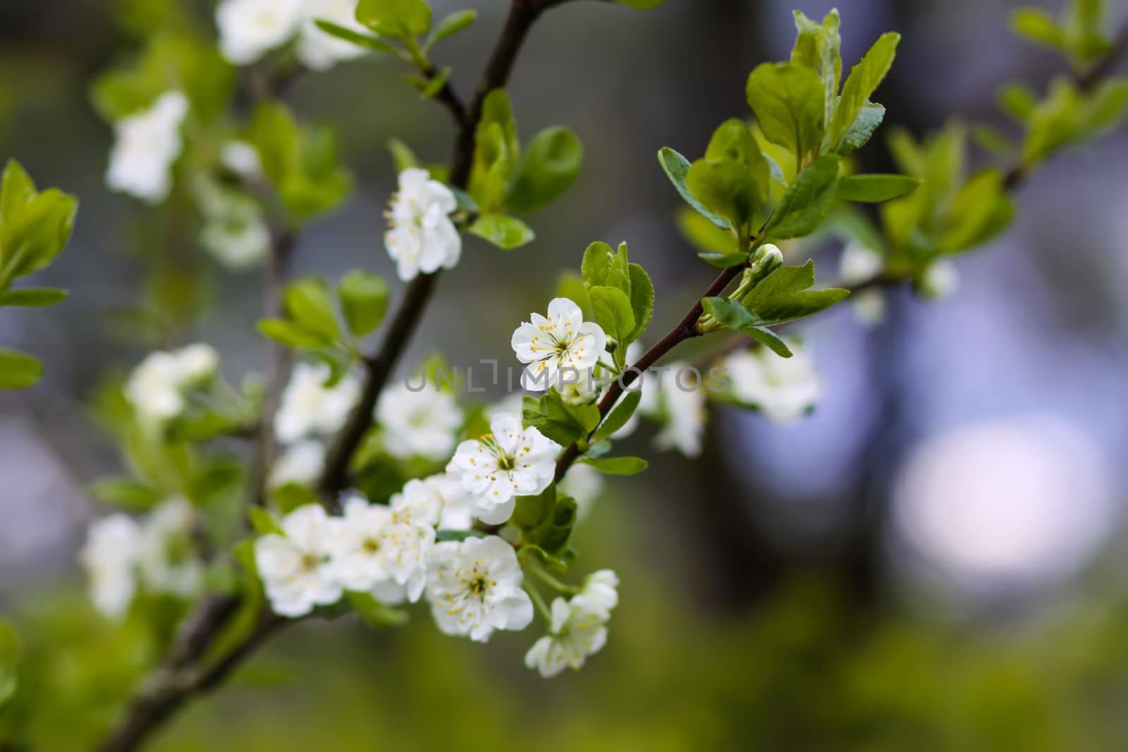 Plum tree blossoms in spring park. Beautiful nature background. Springtime in countryside.