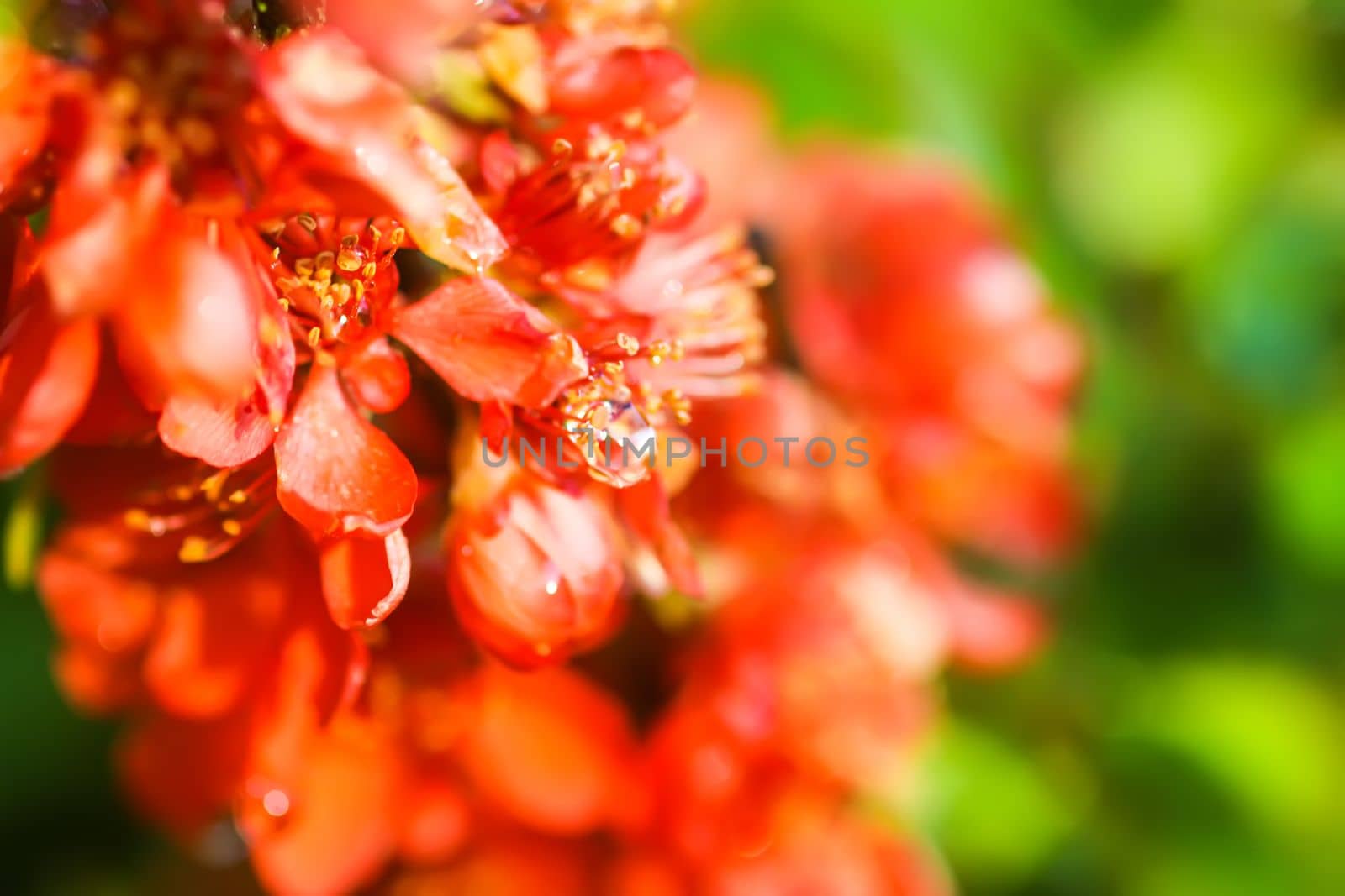 Flowering Cydonia plant. Red spring flowers of Japanese quince