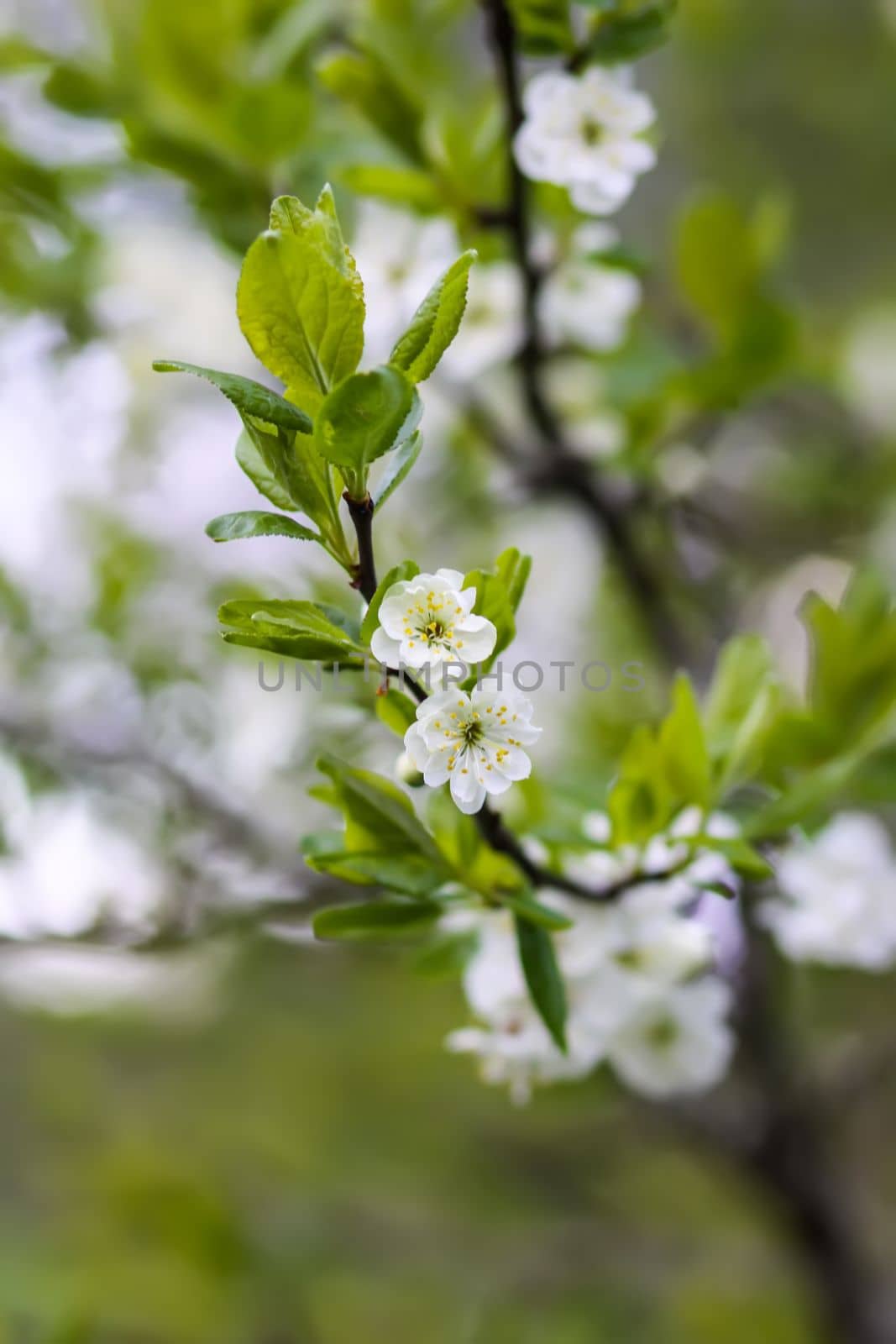 Plum tree blossoms in spring park. Beautiful nature background. Springtime in countryside. by nightlyviolet