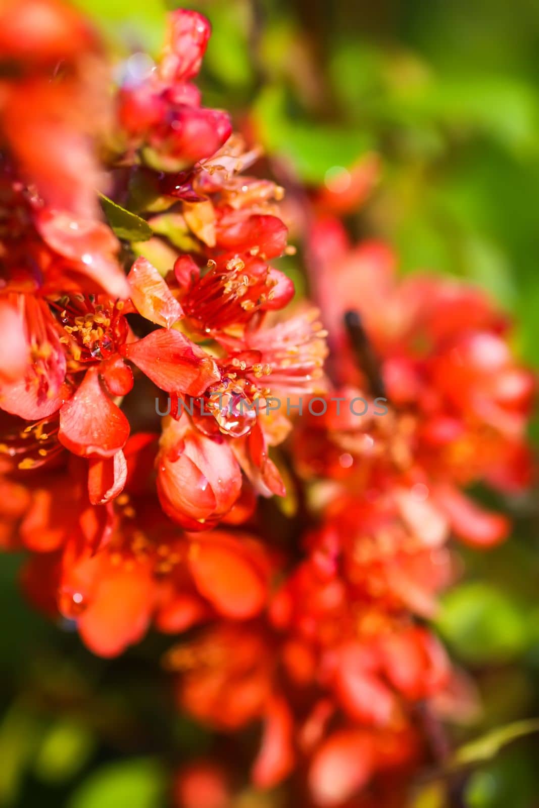 Flowering Cydonia plant. Red spring flowers of Japanese quince