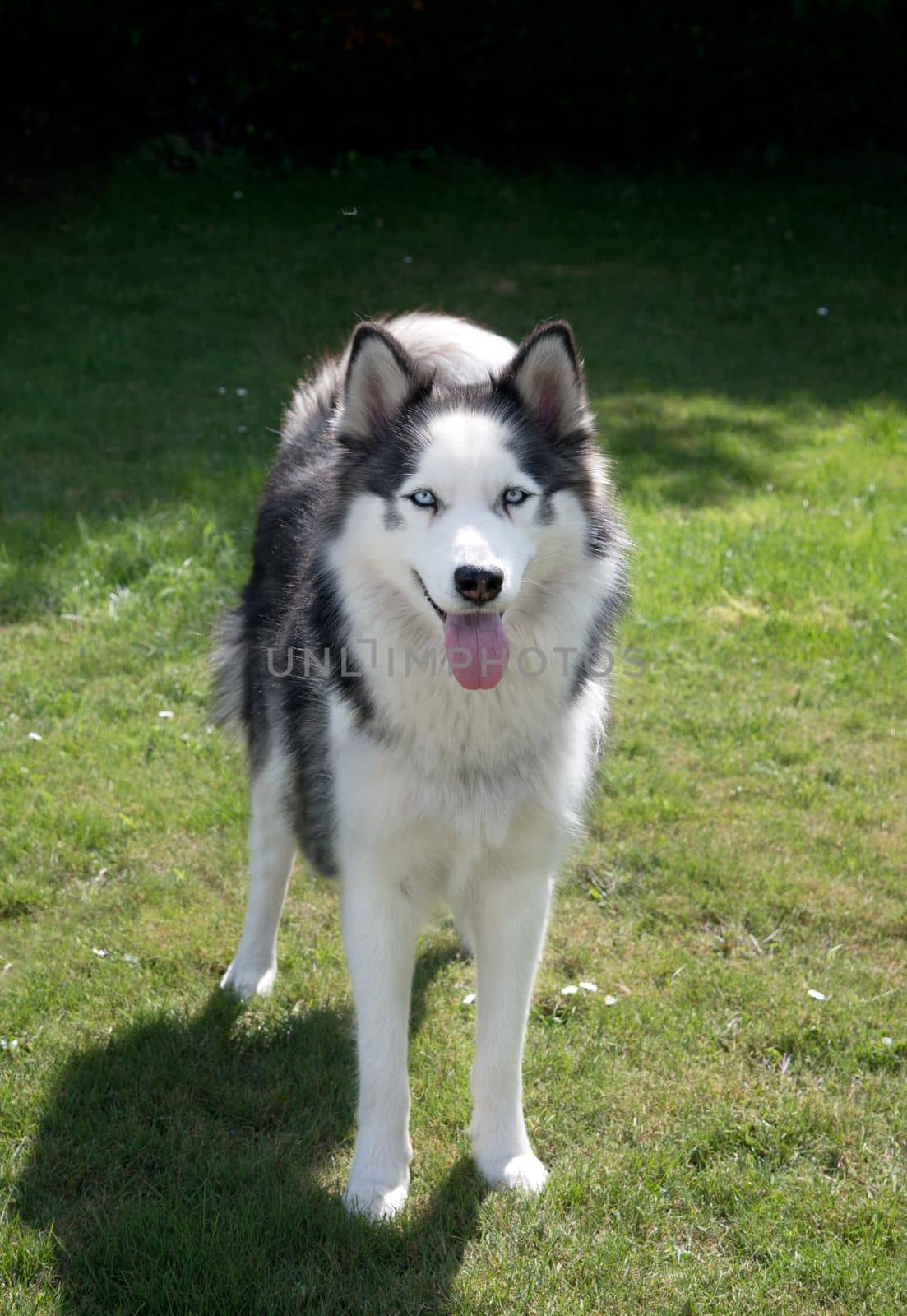 Young dog energetic Siberian Husky on a walk, pet health in summer,the pet often breathes with his tongue sticking out from the heat High quality photo