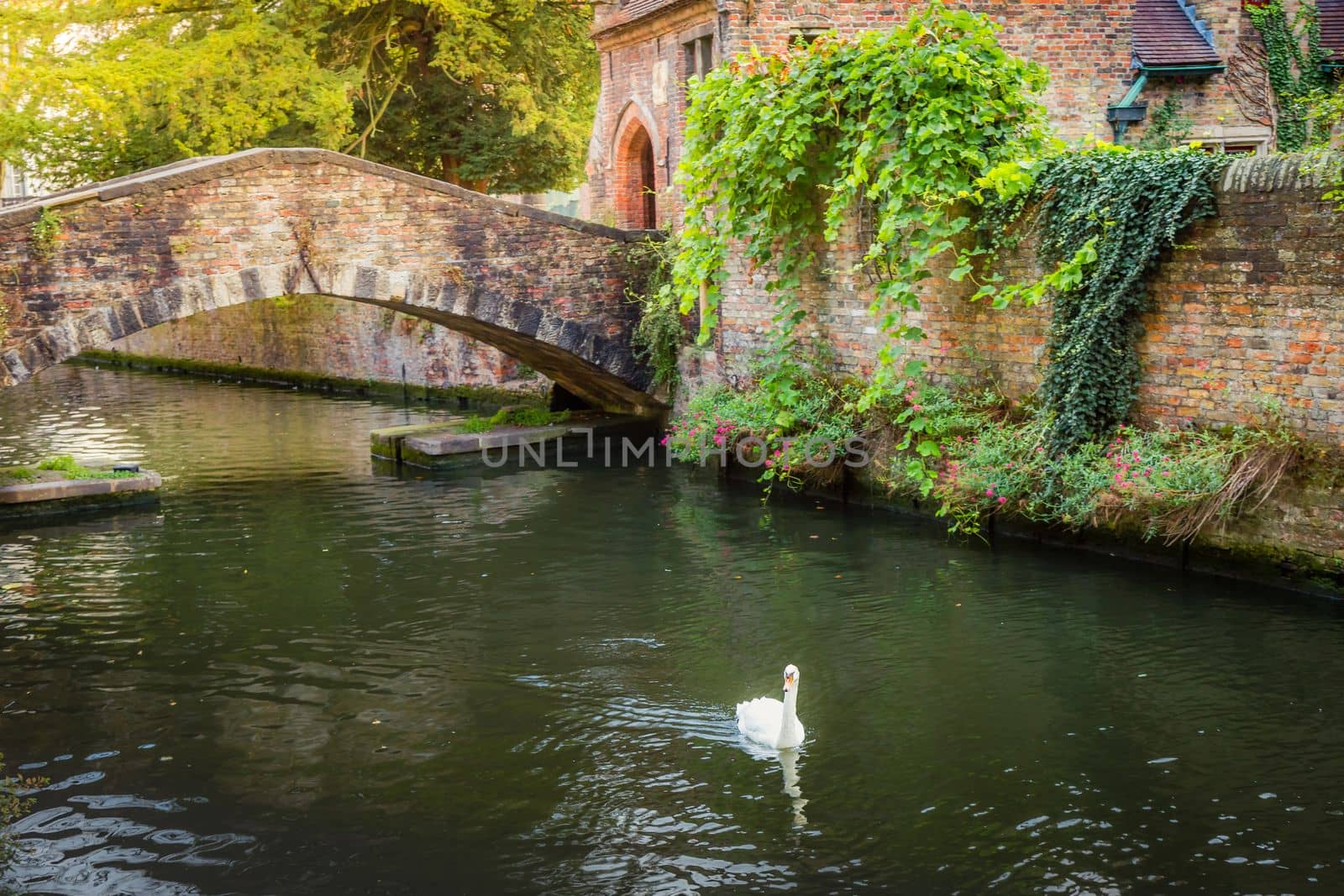 Flemish and ornate architecture of Bruges with canal and swan floating on water, Flanders, Belgium