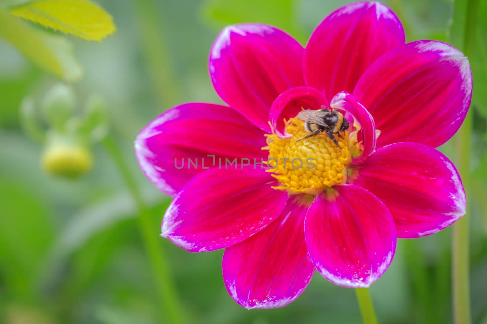 Bee on Colorful delicate flowers garden at golden sunset, idyllic landscape in Giverny, France