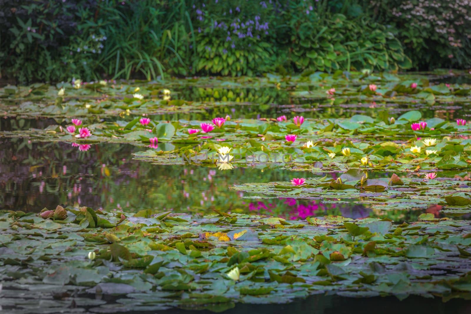 Water Lily Flower Blooming on water pond with reflection, Giverny, France by positivetravelart