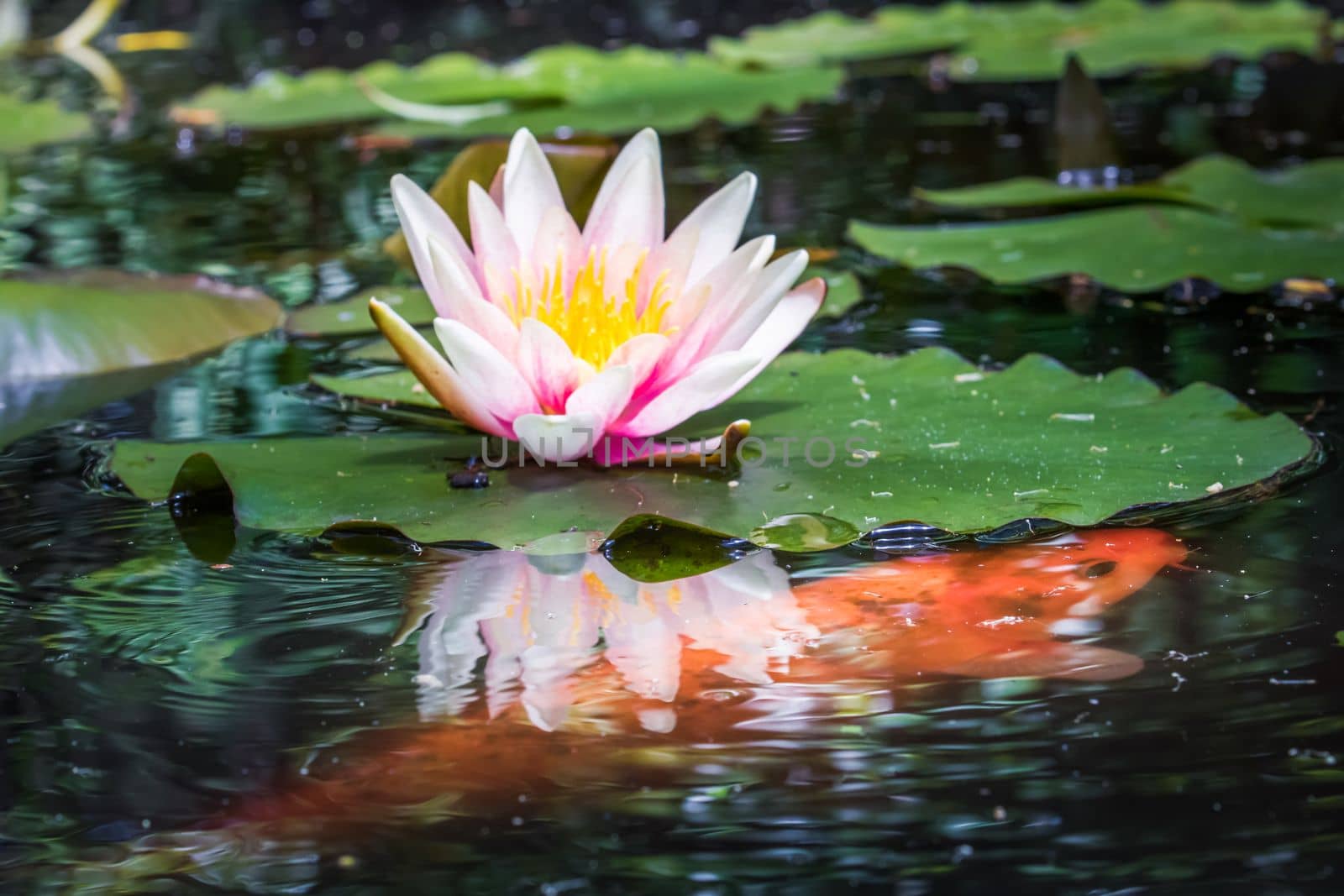 Water Lily Flower Blooming and orange fish on idyllic water pond, Giverny, France