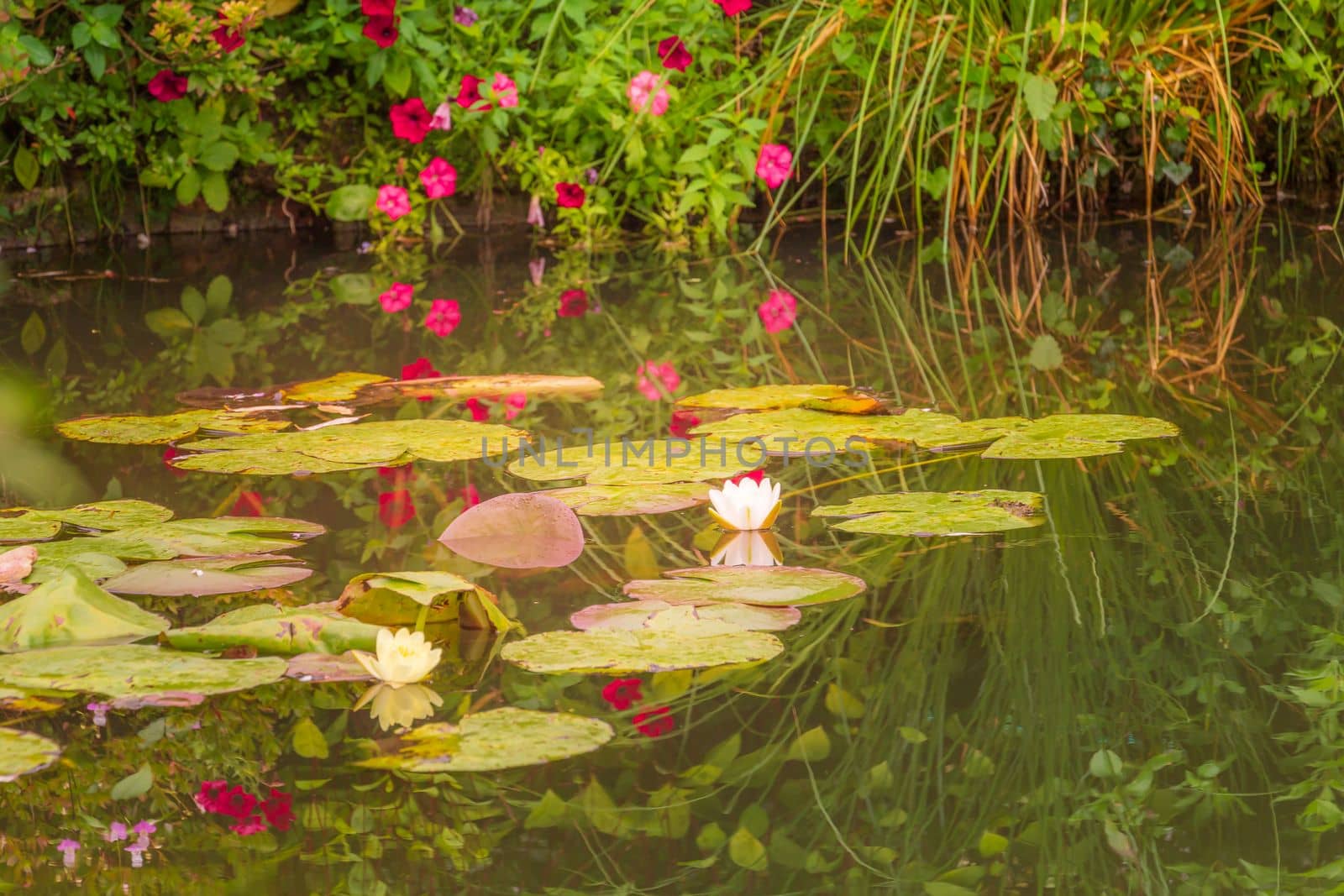 Water Lily Flower Blooming on water pond with reflection, Giverny, France by positivetravelart