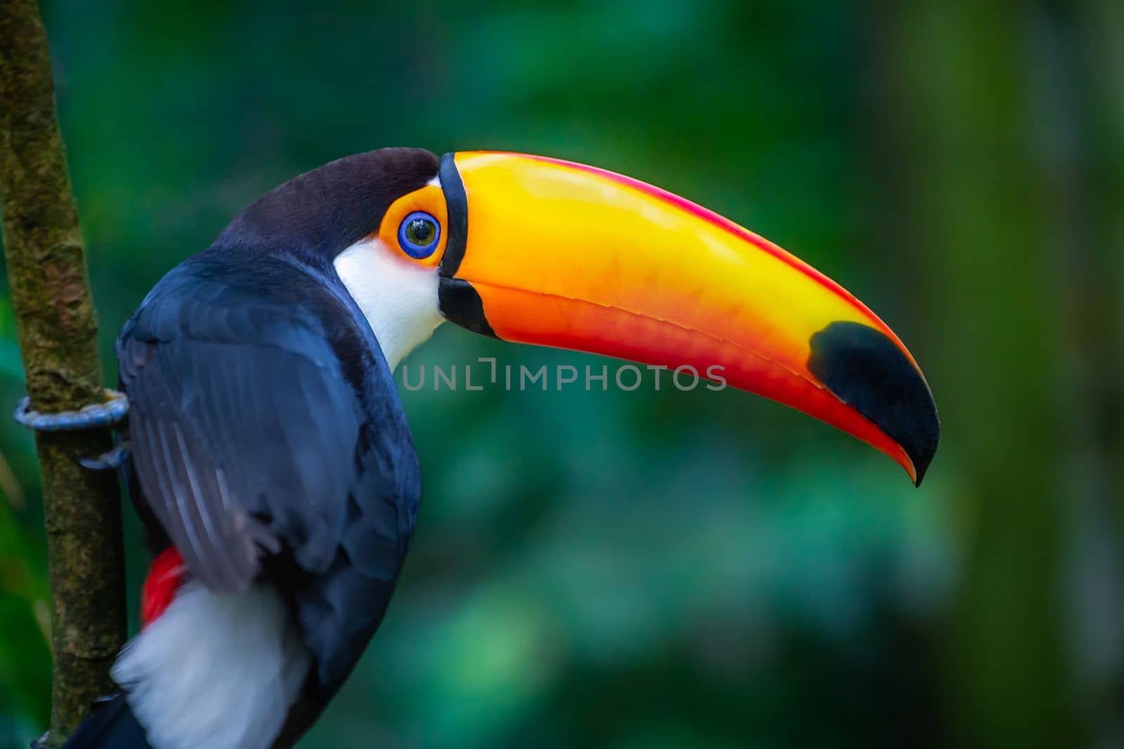 Cute Toco Toucan tropical bird in Brazilian Pantanal with blurred background, Brazil, South America
