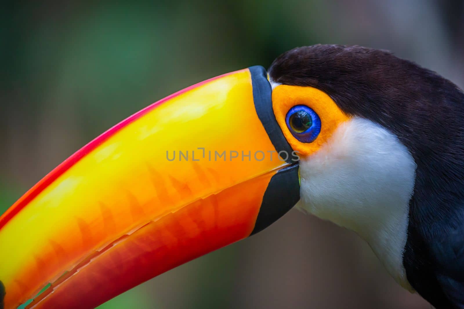 Cute Toco Toucan tropical bird in Brazilian Pantanal with blurred background, Brazil, South America