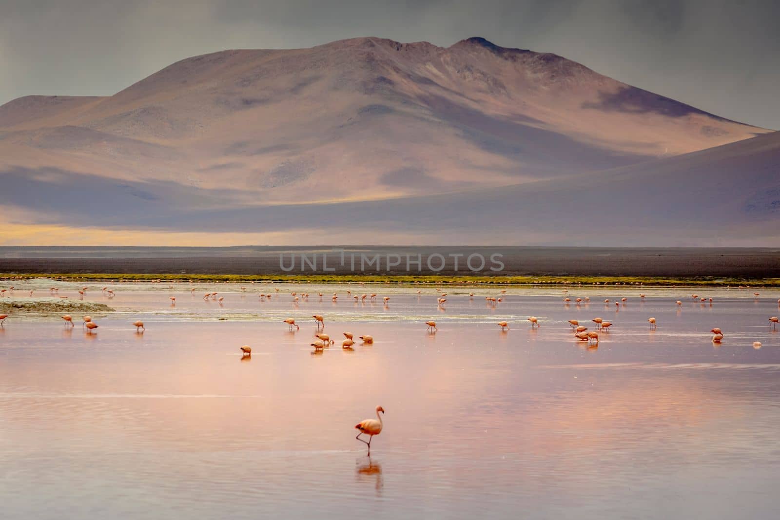 Laguna colorada, Red lake, with Andean Flamingos and Idyllic Altiplano Atacama Desert, Volcanic landscape, Potosi, Bolivian Andes, Bolivia