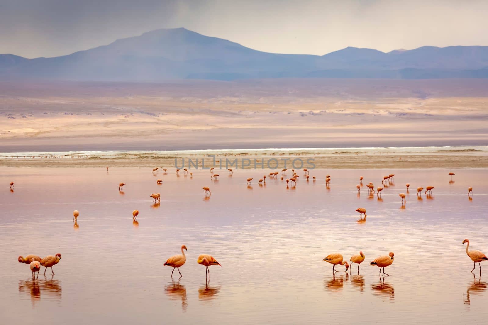 Laguna colorada, Red lake, with Andean Flamingos and Idyllic Altiplano Atacama Desert, Volcanic landscape, Potosi, Bolivian Andes, Bolivia