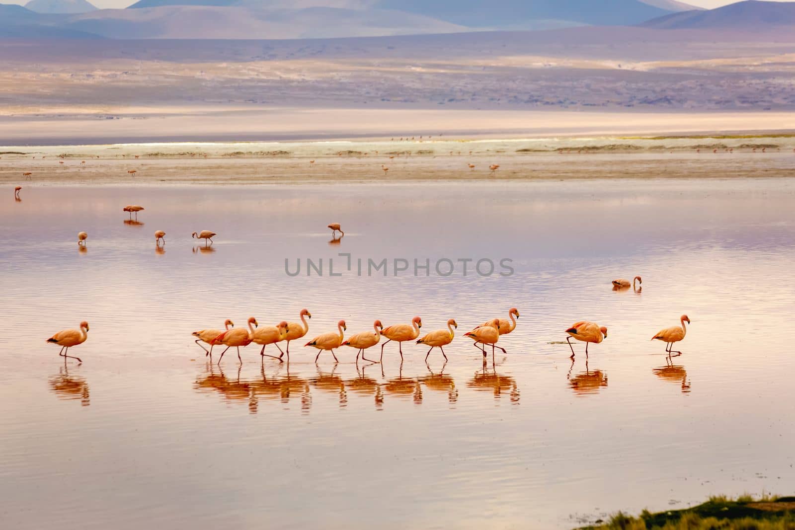 Laguna colorada, Red lake, with Andean Flamingos and Idyllic Altiplano Atacama Desert, Volcanic landscape, Potosi, Bolivian Andes, Bolivia