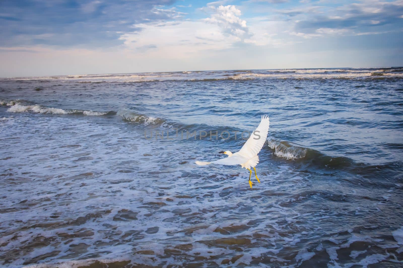 Heron egret flying on beach in Torres at dramatic evening, Rio Grande do Sul, Brazil