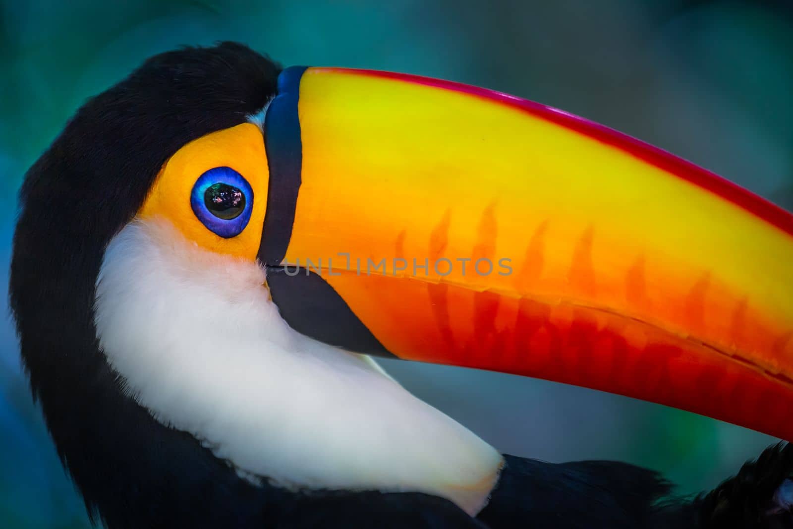 Cute Toco Toucan tropical bird in Brazilian Pantanal with blurred background, Brazil, South America