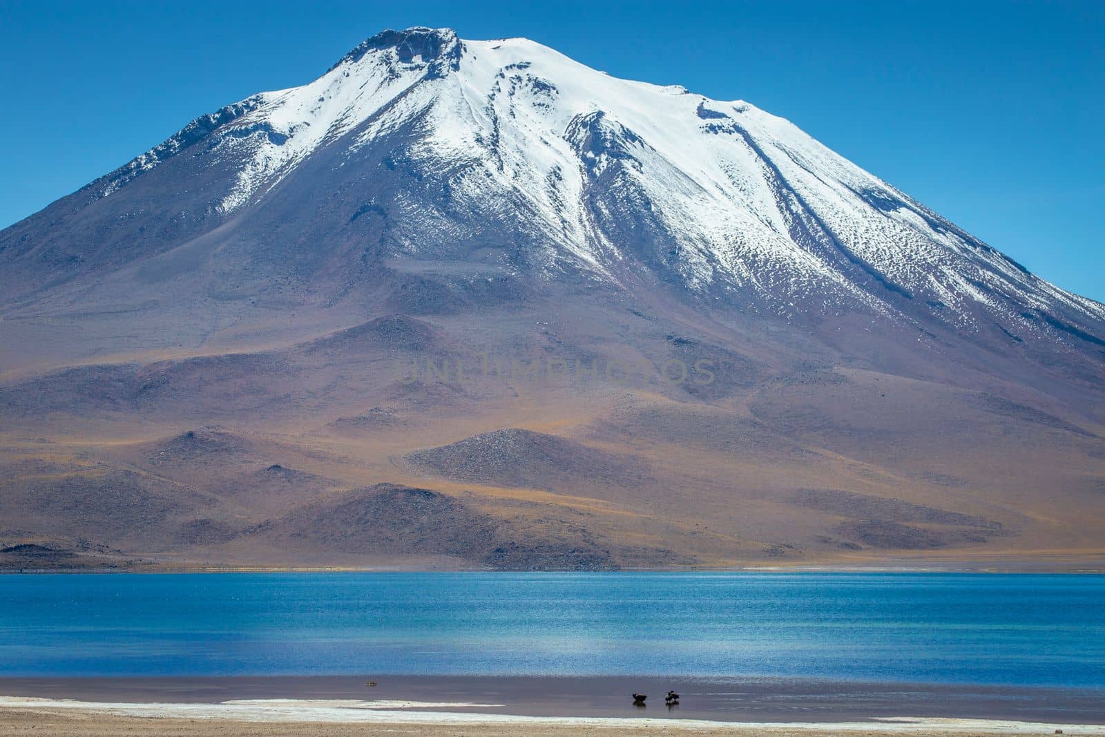 Salt lake Laguna Miscanti, and idyllic volcanic landscape at sunrise, Atacama desert, Chile border with Bolivia