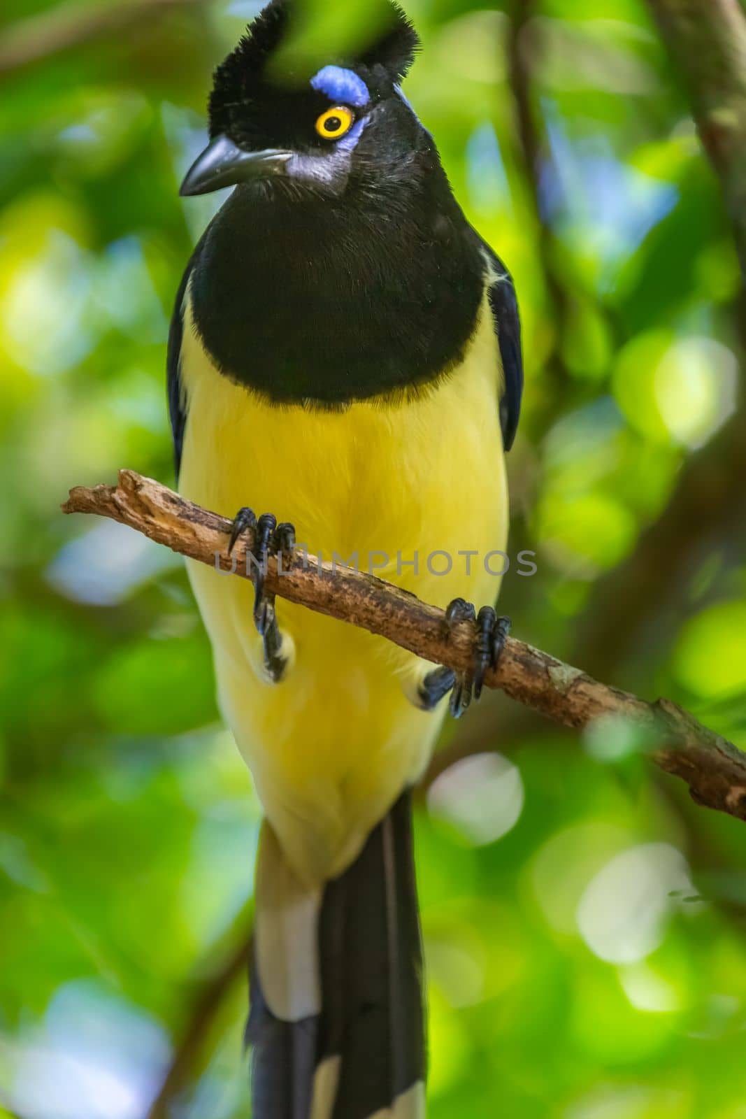 Plush-crested Jay, Cyanocorax chrysops, tropical bird in Iguazu national park, Argentina, border with Brazil