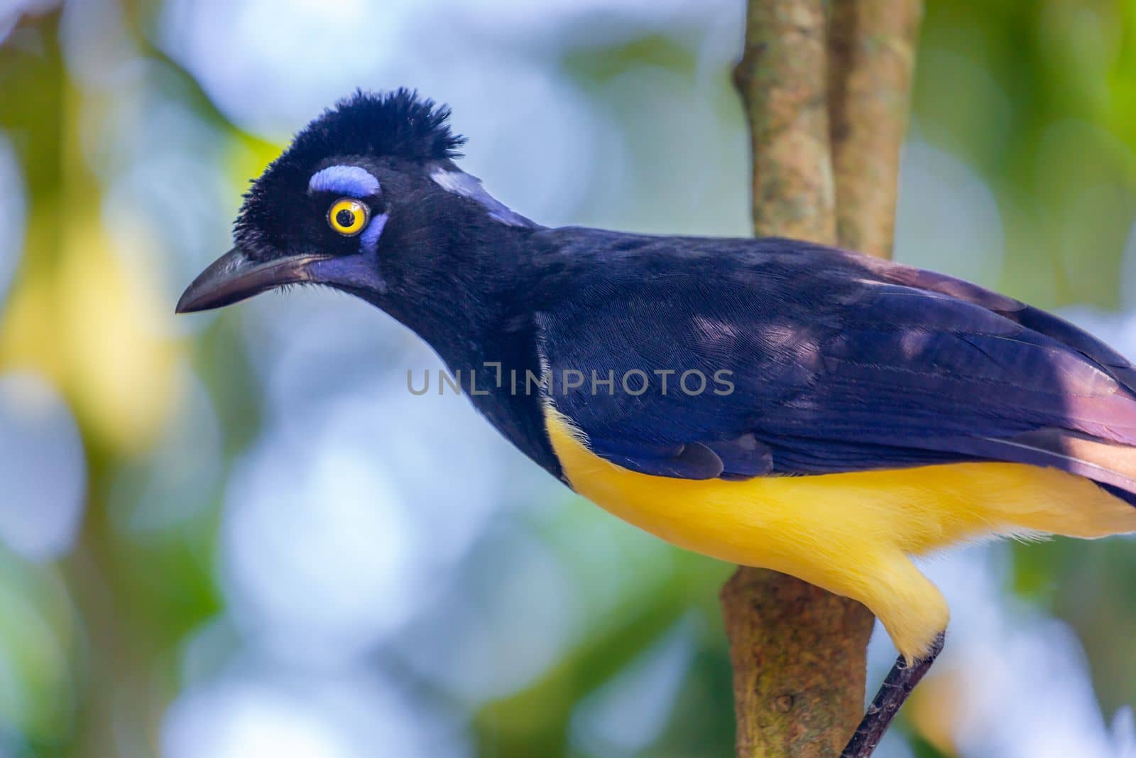 Plush-crested Jay, Cyanocorax chrysops, tropical bird in Iguazu national park, Argentina, border with Brazil