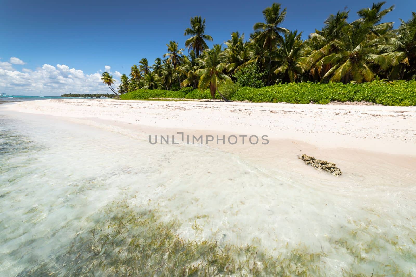 Tropical beach in caribbean sea, idyllic Saona island, Punta Cana, Dominican Republic