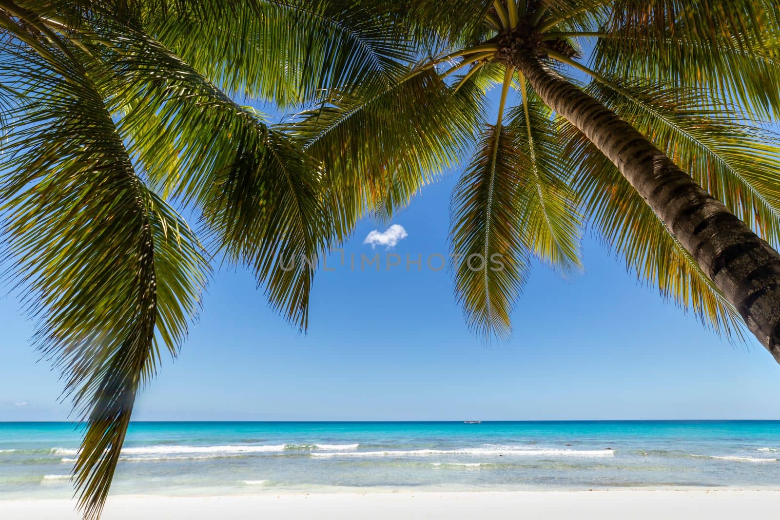 Tropical beach in caribbean sea, idyllic Saona island, Punta Cana, Dominican Republic