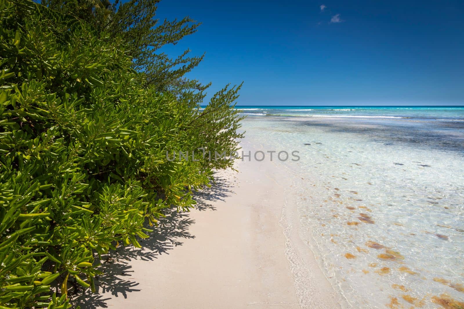 Tropical beach in caribbean sea, idyllic Saona island, Punta Cana, Dominican Republic