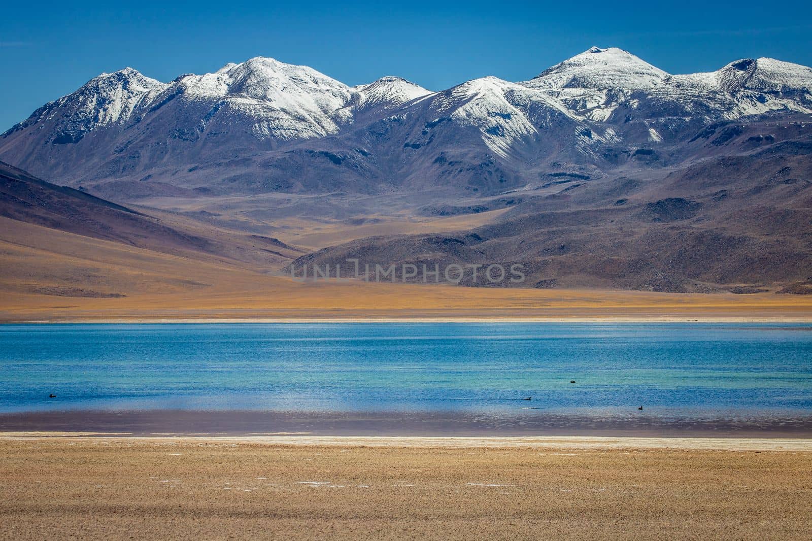 Salt lake Laguna Miscanti, and idyllic volcanic landscape at sunrise, Atacama desert, Chile border with Bolivia