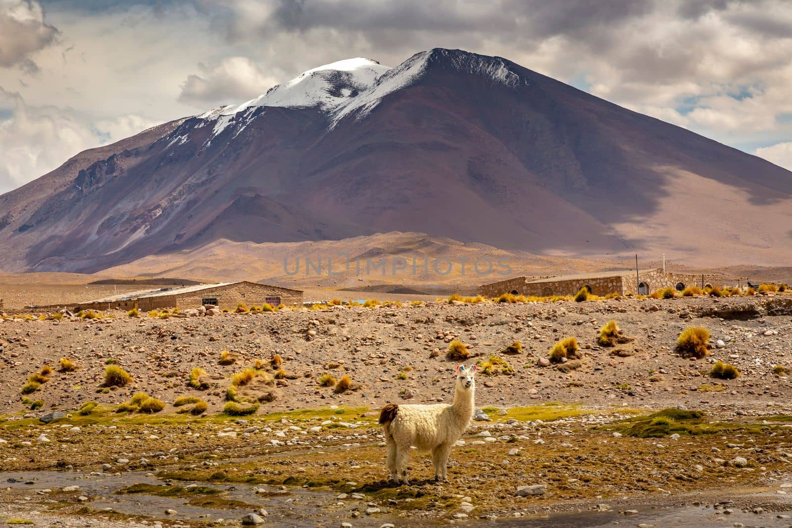 LLama alpaca in Bolivia altiplano near Chilean atacama border, South America by positivetravelart