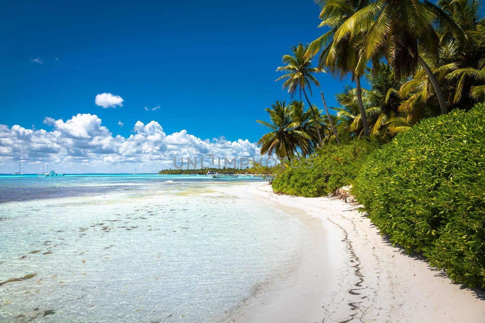 Tropical beach in caribbean sea, idyllic Saona island, Punta Cana, Dominican Republic