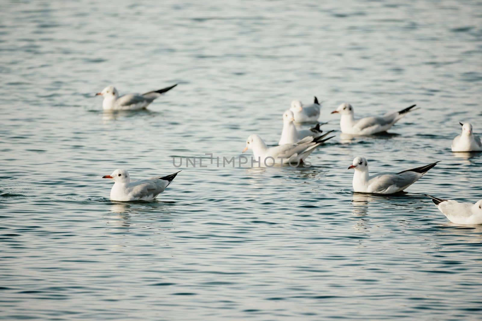 Seagulls flying in sunset sky. A flock of the seagull birds flies under a dark sky after sunset, over the sea along the rocky coast. Freedom concept