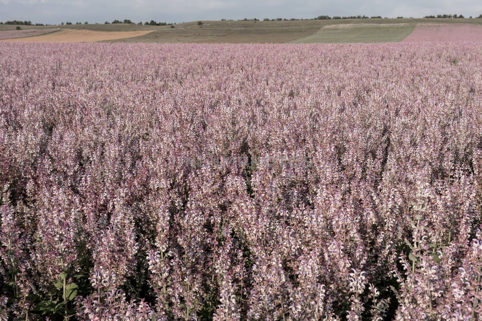 Field of Clary sage - Salvia Sclarea in bloom, cultivated to extract the essential oil and honey. Field with blossom sage plants during golden sunset, relaxing nature view.