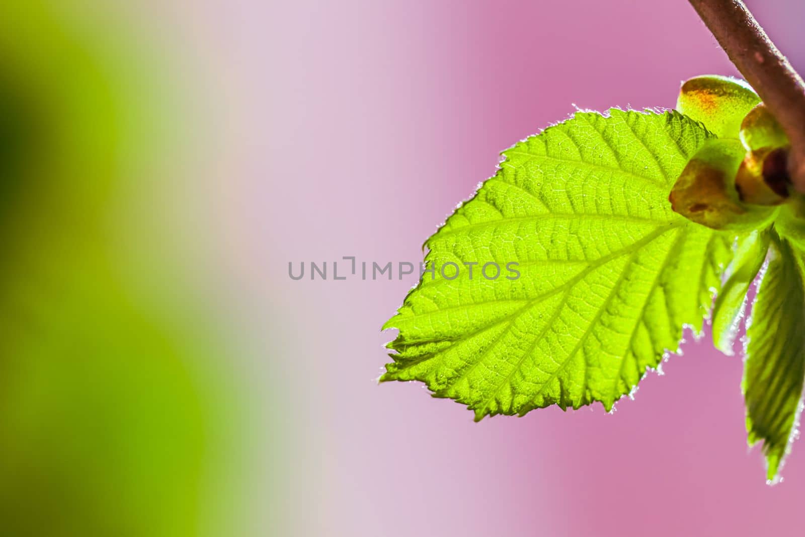 Green leaf against sunlight on a colorful background. Spring concept. High quality photo